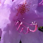 Sunny Flowerside