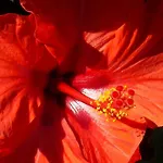 Sunny Flowerside