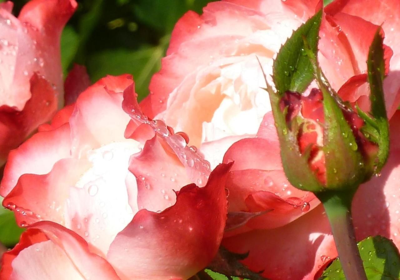 Homestay Sunny Flowerside Peterborough