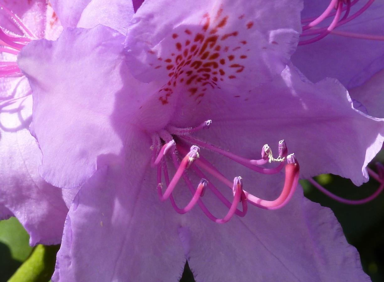 Sunny Flowerside Homestay *