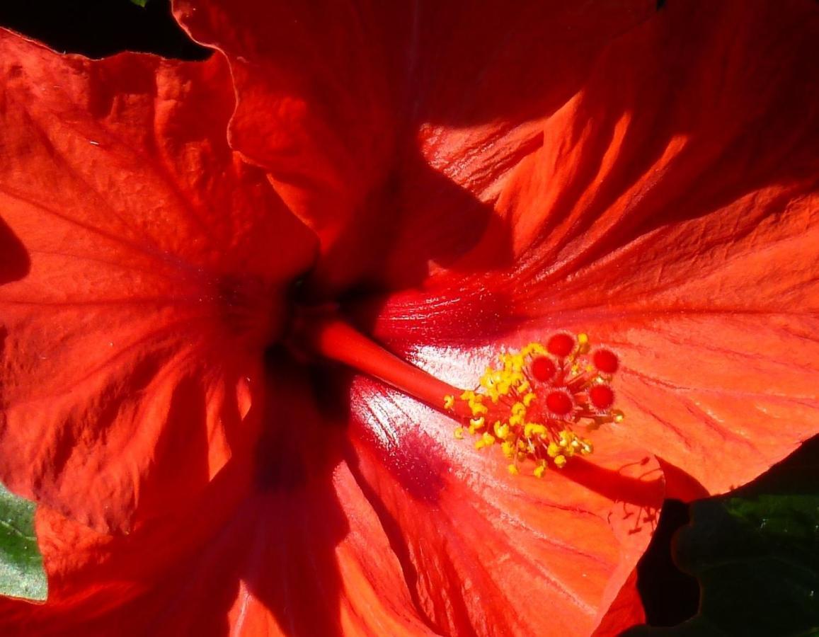 Sunny Flowerside Peterborough